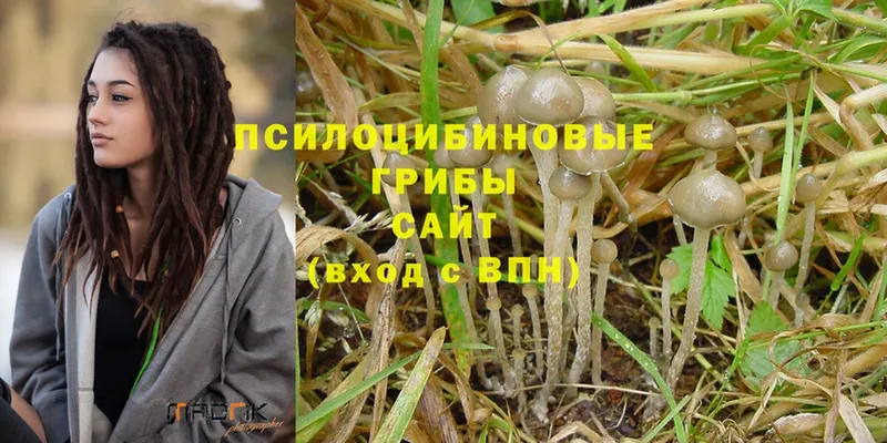mega ссылка  Александровск  Псилоцибиновые грибы Magic Shrooms 